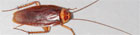 Pest Control Cockroach